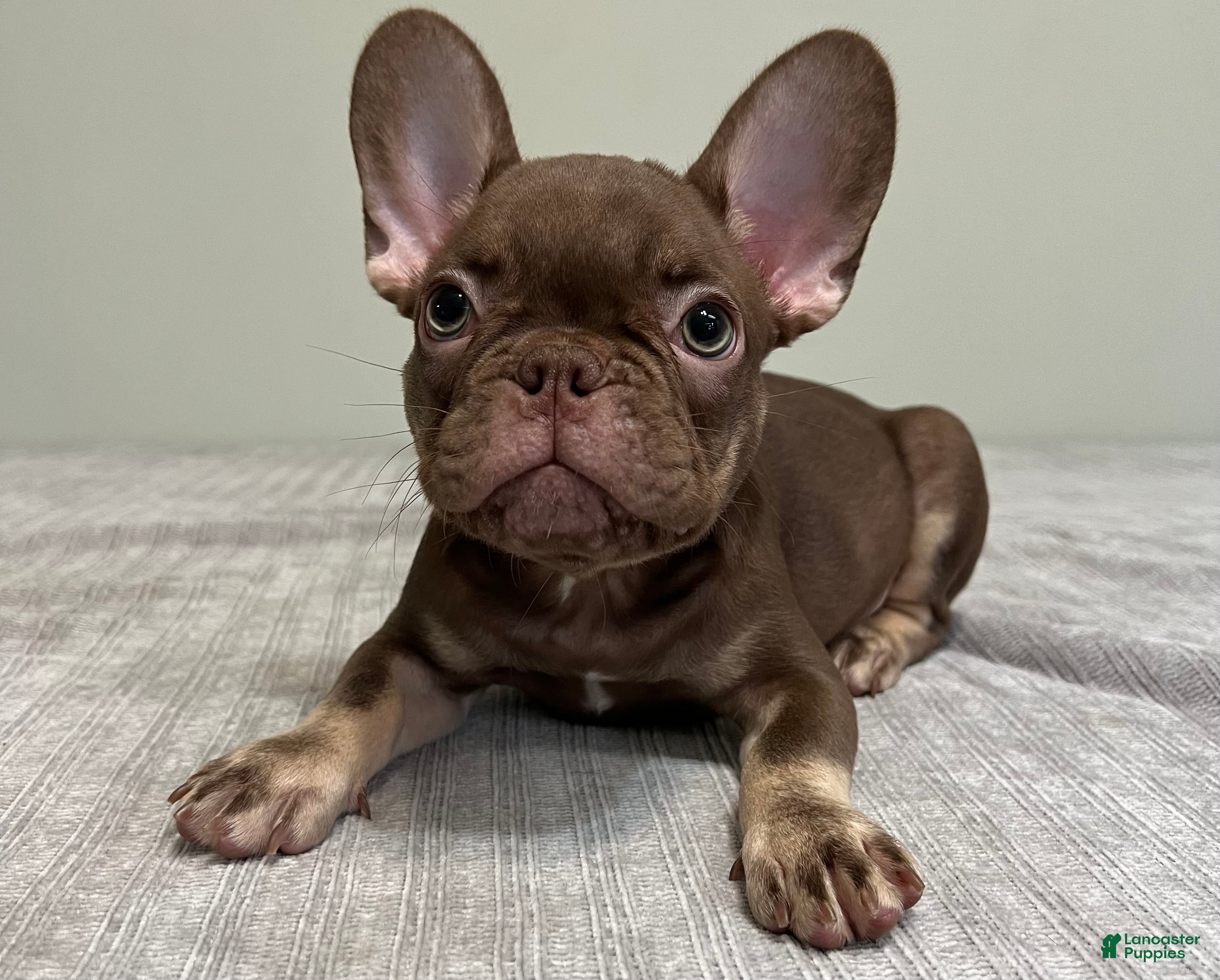 French Bulldog dogs Hank - Ad 1