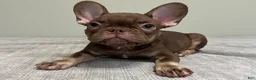 French Bulldog dogs for sale: Hank - Ad 1