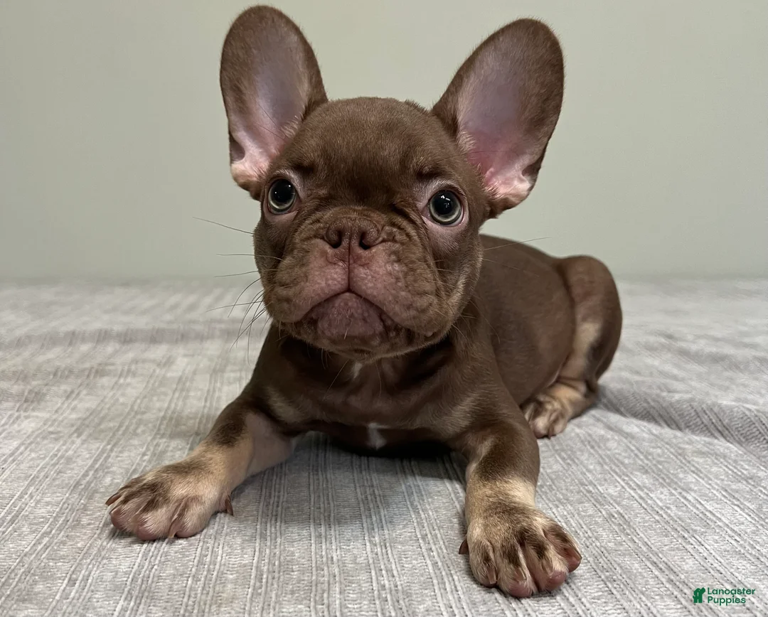 French Bulldog dogs for sale: Hank - Ad 1
