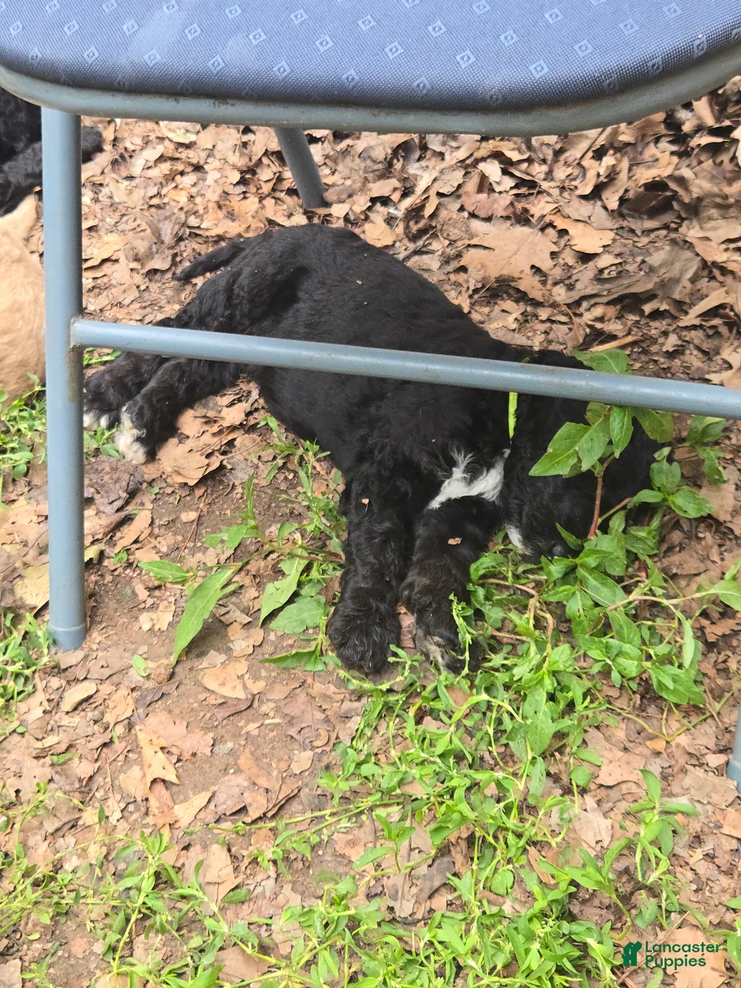 Standard Poodle dogs for sale: Rhoads - Ad 1