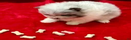 Pomeranian dogs for sale: Blue Merle Parti Girl 5 weeks - Ad 6