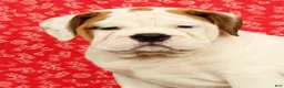 Beabull dogs for sale: Ziggy - Ad 6