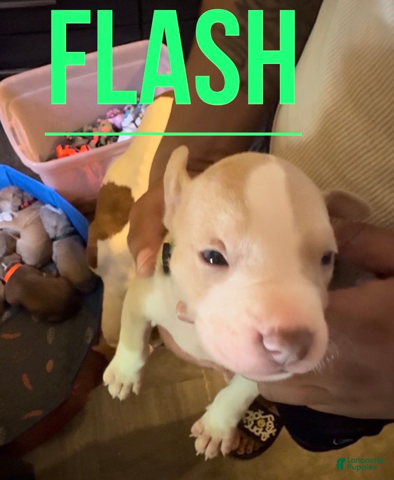 American Pit Bull Terrier dogs American Pit Bull Terrier 1 - Ad 10