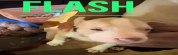 American Pit Bull Terrier dogs for sale: American Pit Bull Terrier 1 - Ad 1