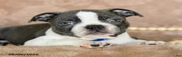 Boston Terrier dogs for sale: Rollo - Ad 4