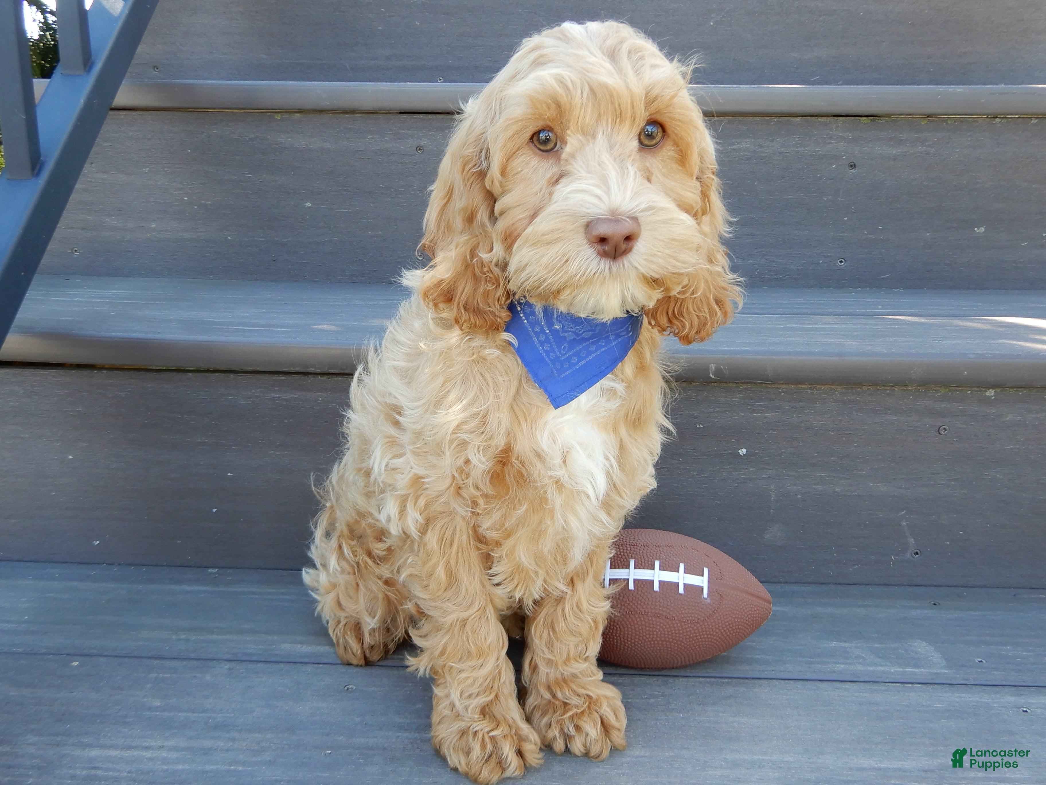 Cockapoo dogs Bingo - Ad 2