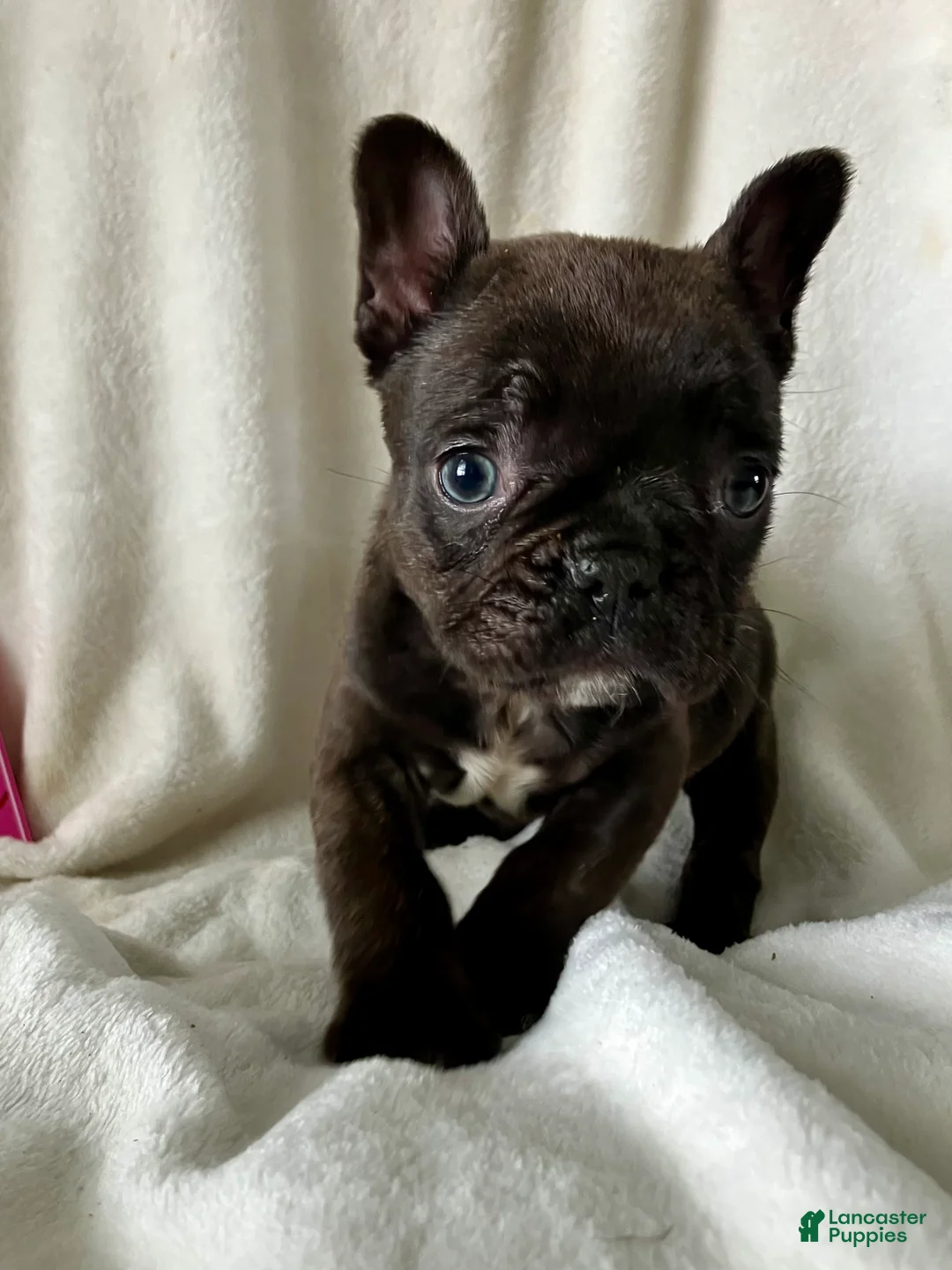 French Bulldog dogs for sale: Paisley - Ad 3