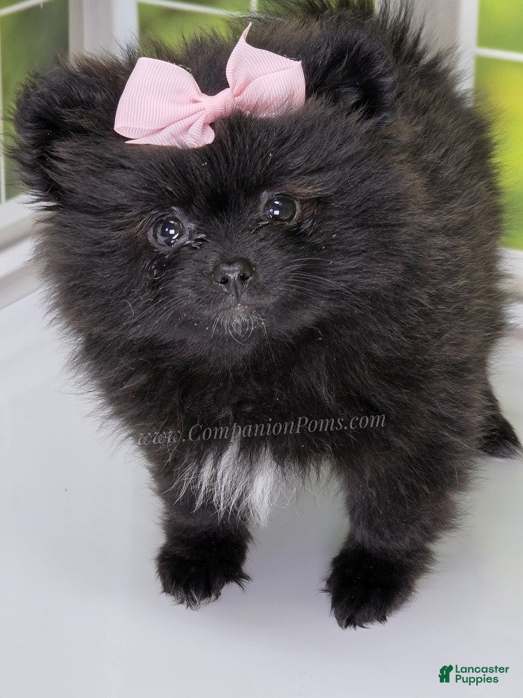 Pomeranian dogs Starlight - Black Female Pomeranian - Ad 2