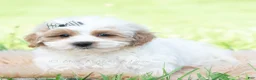 Maltipoo dogs for sale: Tucker - Ad 2