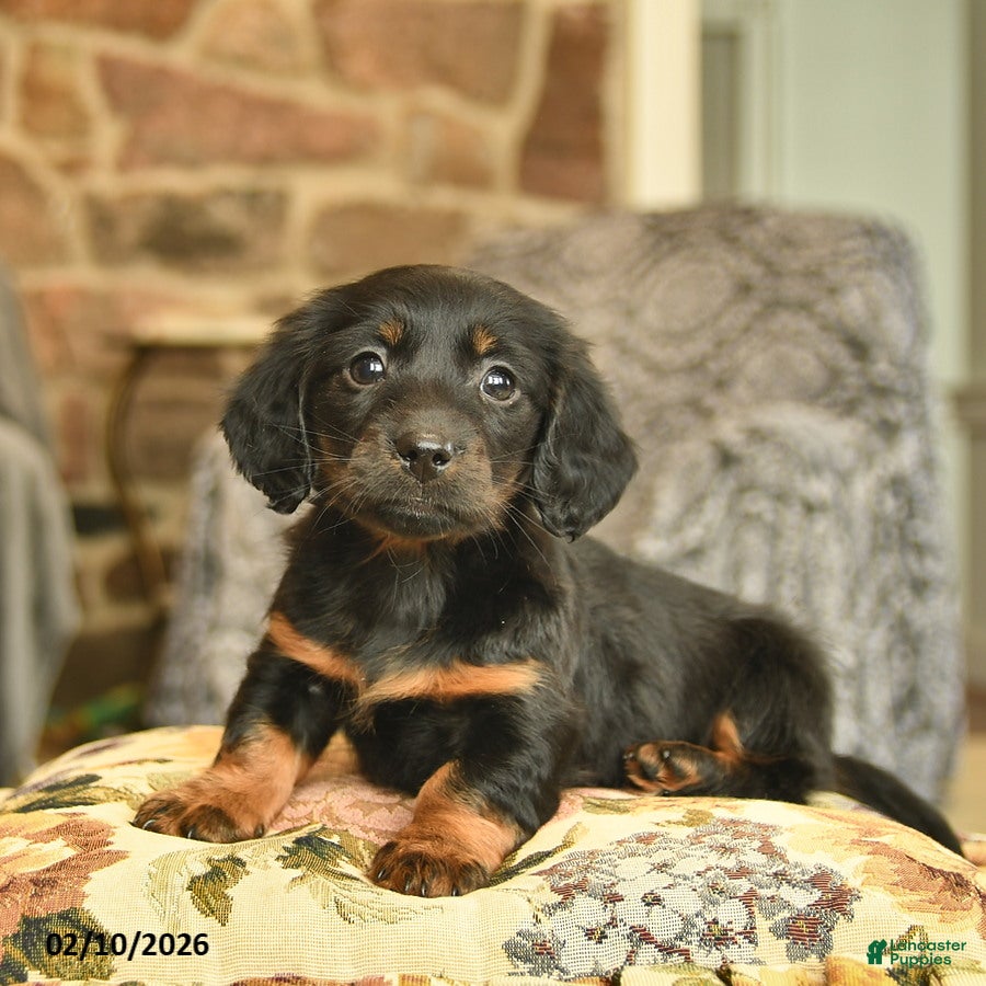 Miniature Dachshund dogs Micah  - Ad 12