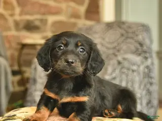 Miniature Dachshund dogs Micah - Ad 12