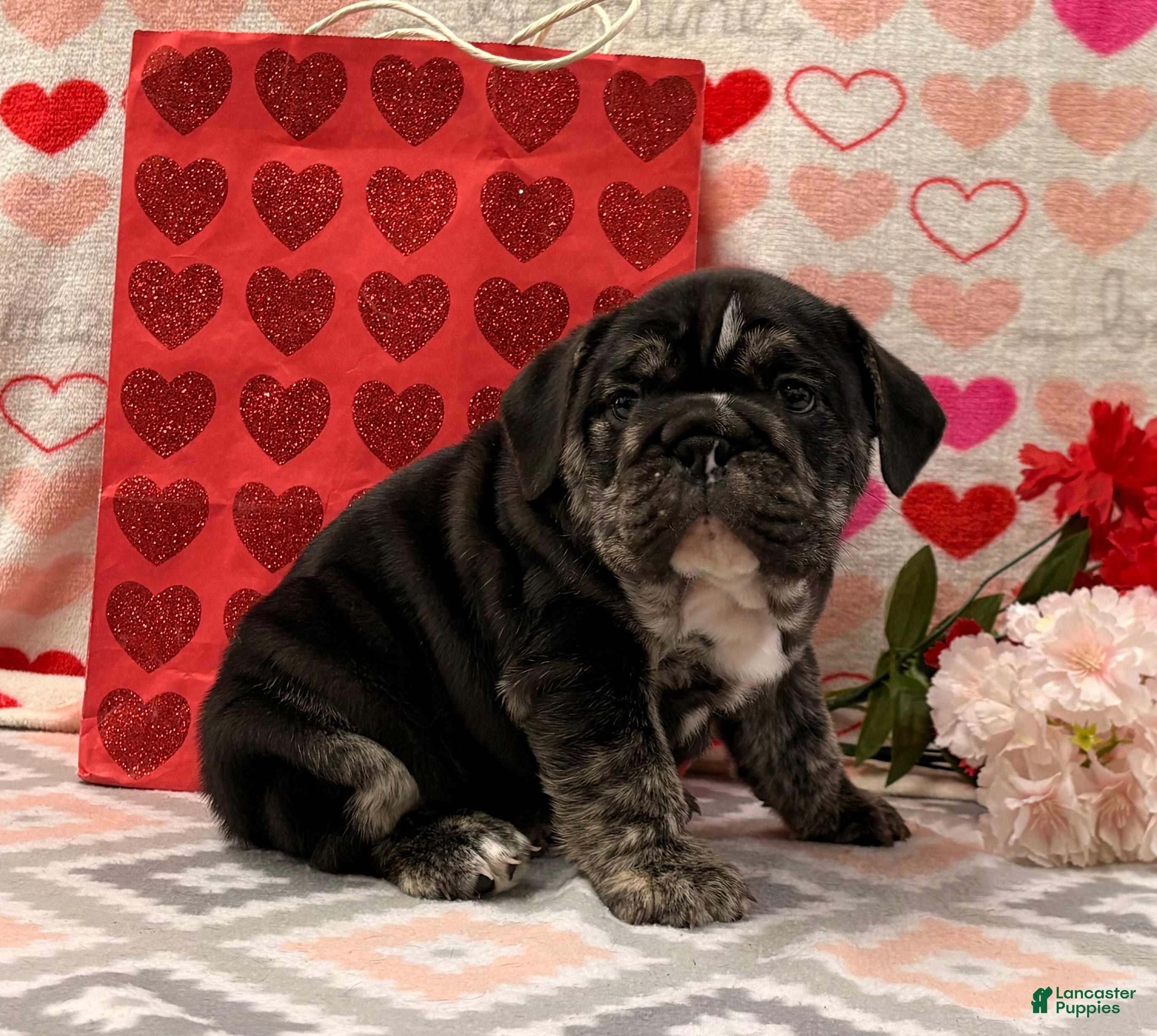 English Bulldog dogs Snickers  - Ad 23