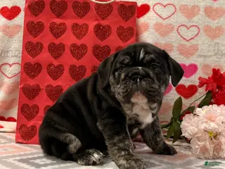 English Bulldog dogs Snickers - Ad 23