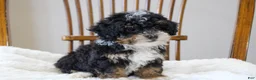 Mini Bernedoodle dogs for sale: Sadie  - Ad 5