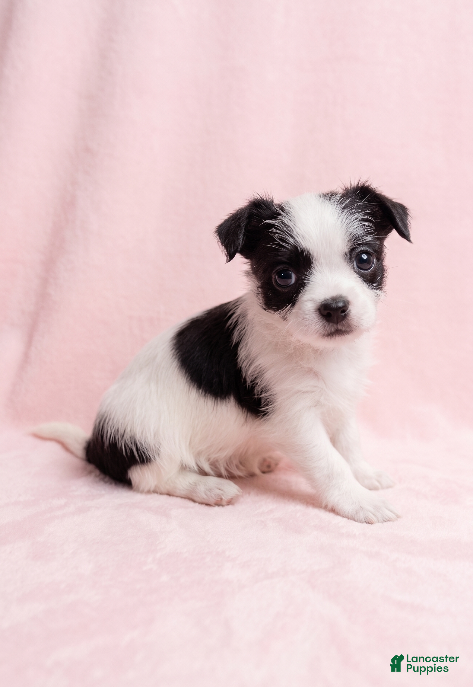 Mixed Breed dogs Love - Ad 1