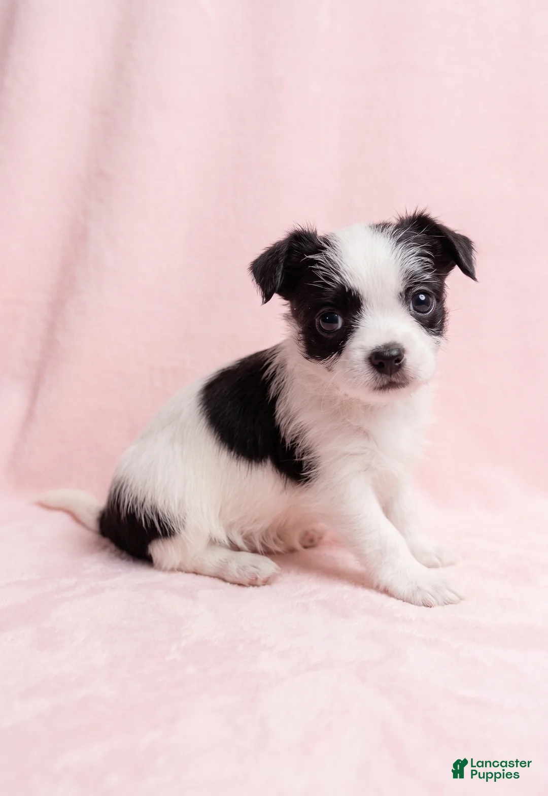 Mixed Breed dogs for sale: Love - Ad 1