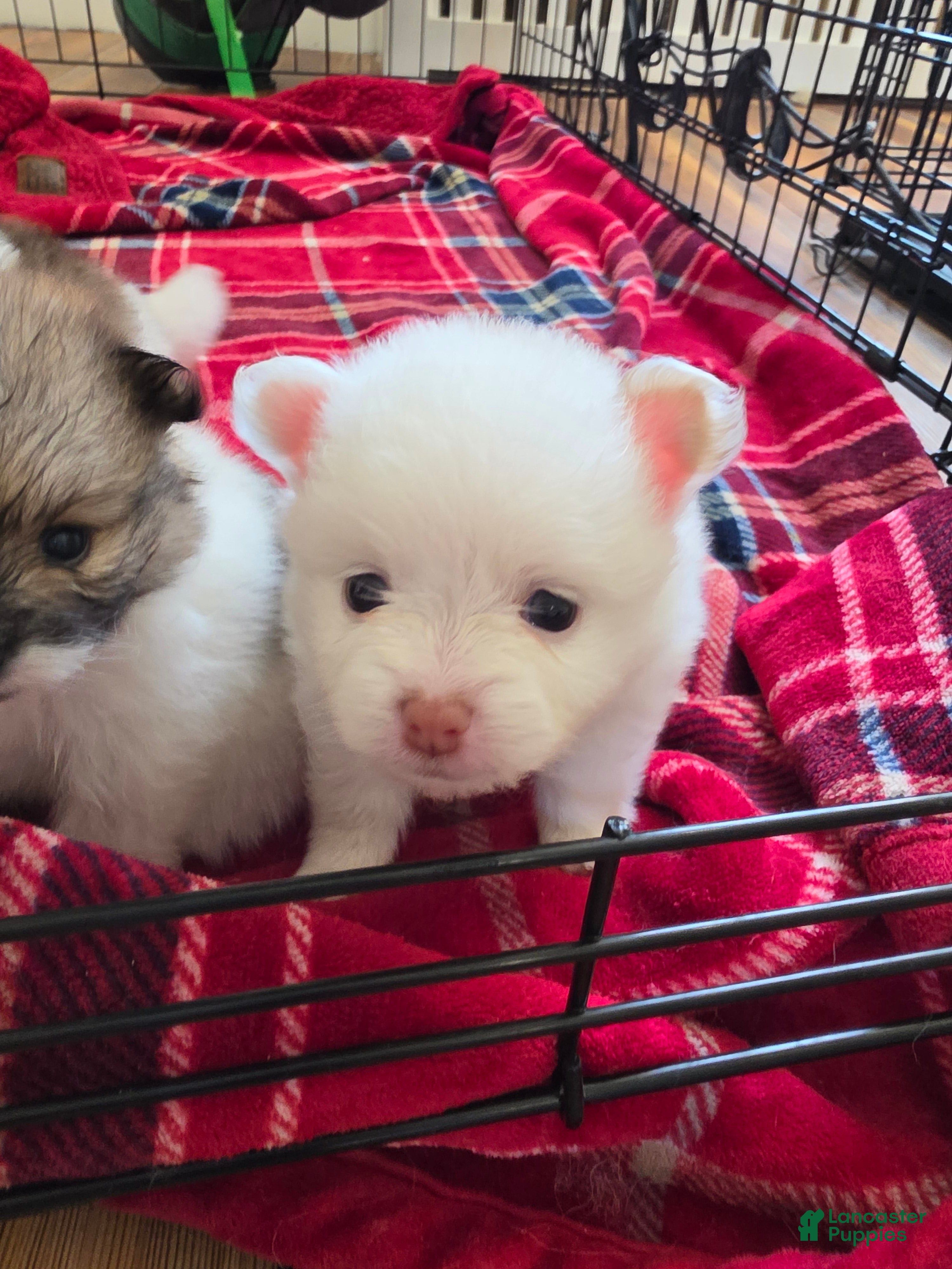 Pomeranian dogs Pomeranian 4 all white - Ad 1