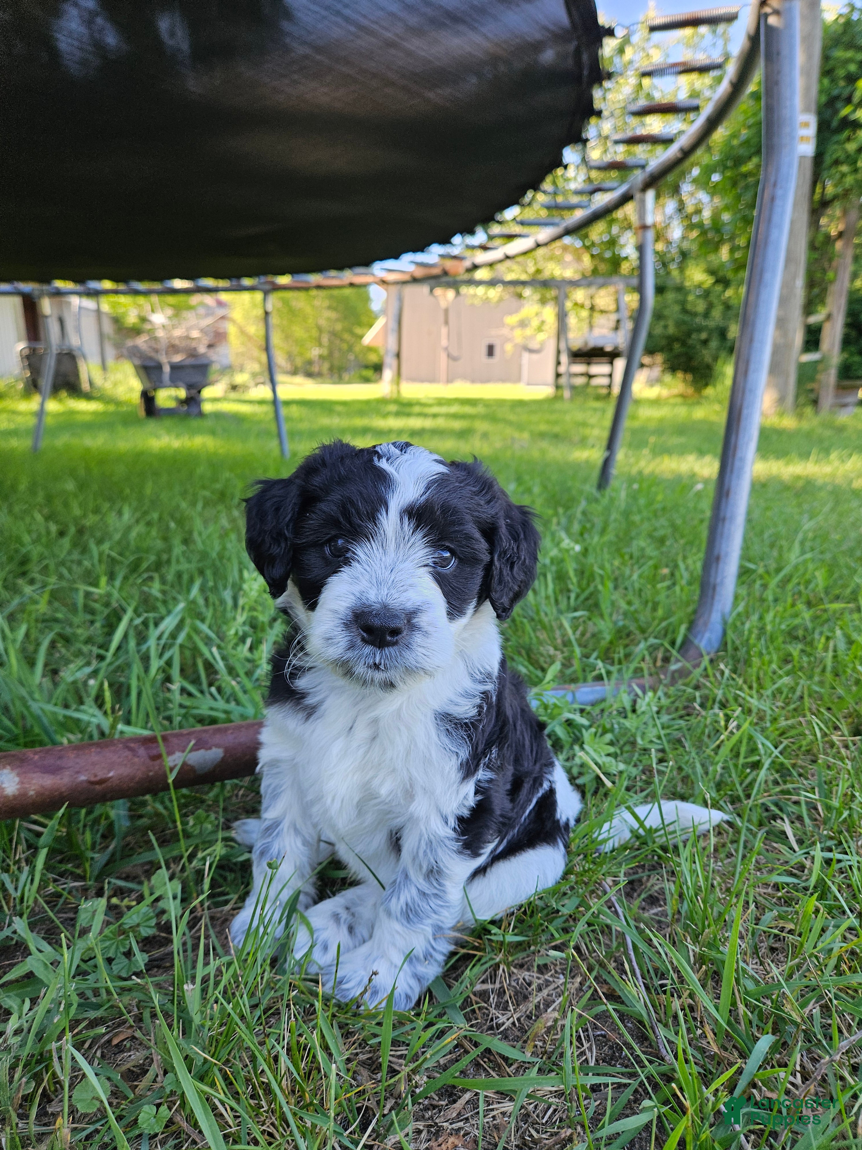 Bordoodle dogs Charlie - Ad 5