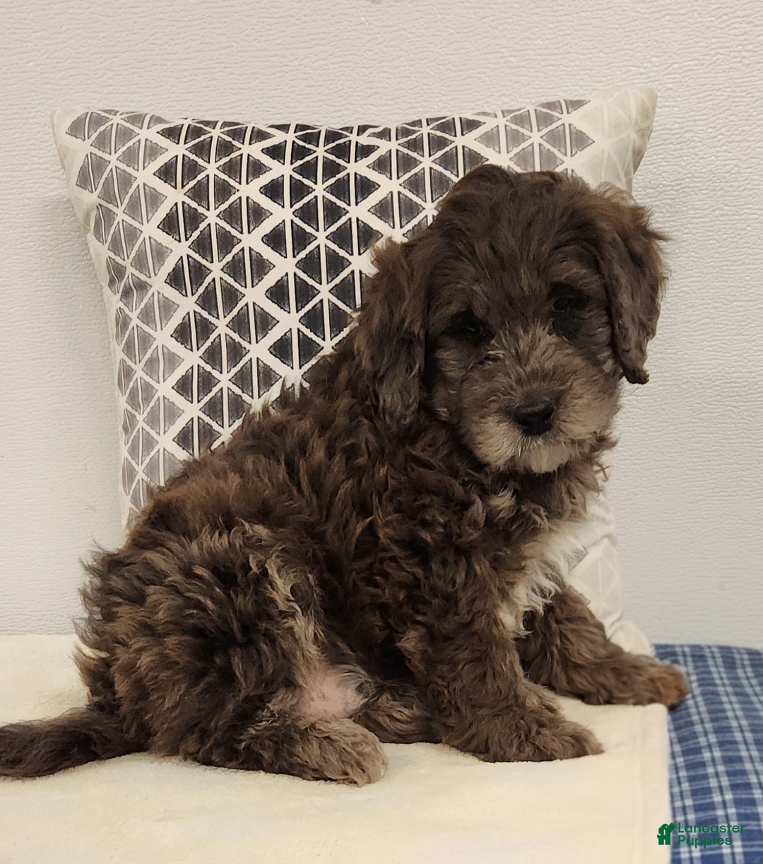 Mini Goldendoodle dogs for sale: Dexter Mini Goldendoodle Puppy 2 - Ad 3