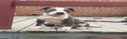 American Pit Bull Terrier dogs for sale: Blue- Banks - Ad 3