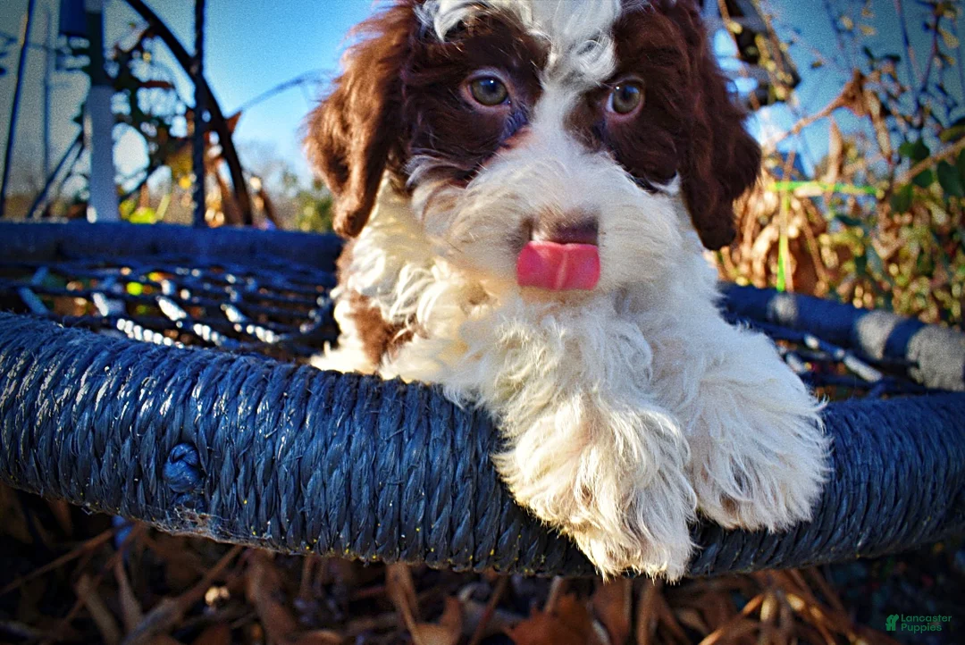 Havapoo dogs for sale: Simba - Ad 3