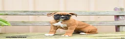 Boxer dogs for sale: Reeses - Ad 1