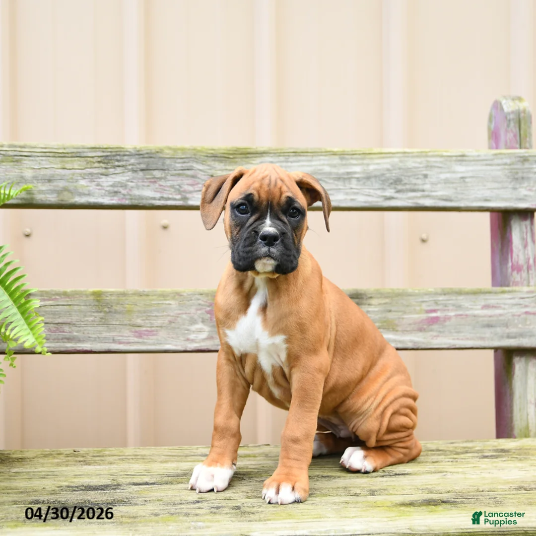 Boxer dogs for sale: Reeses - Ad 1