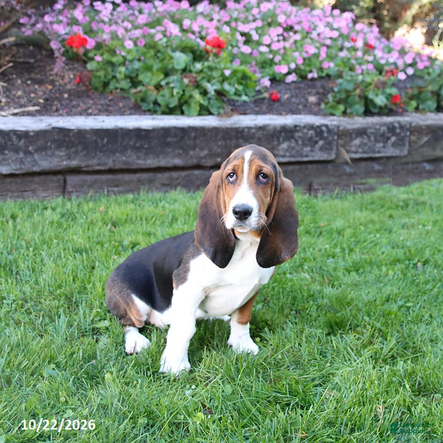 Basset Hound dogs for sale: Crystal - Ad 1
