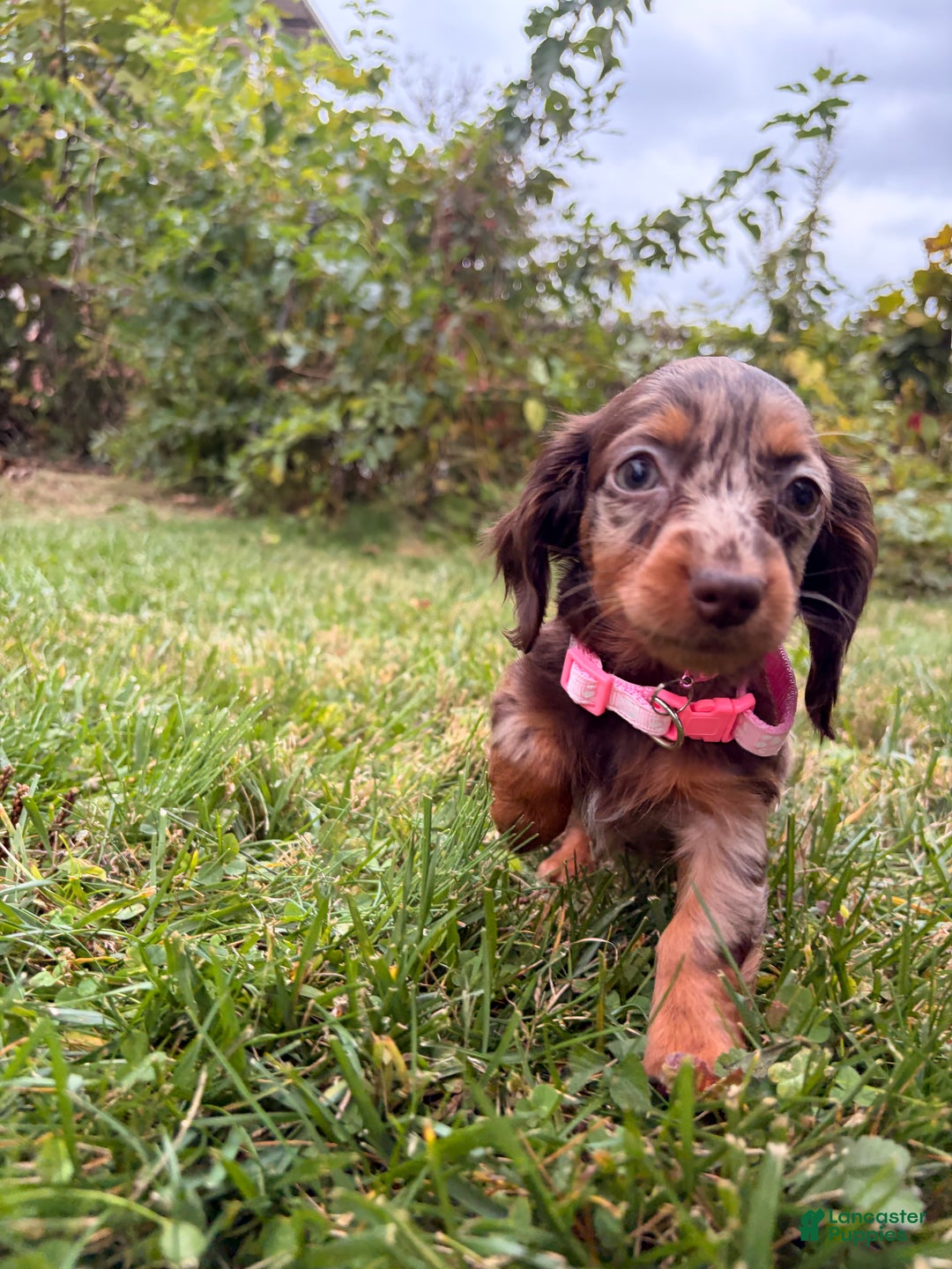 Miniature Dachshund dogs for sale: Maple - Ad 1