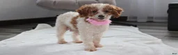 Yorkiepoo dogs for sale: Ranger  - Ad 8