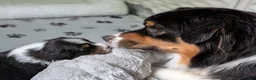 Australian Shepherd dogs for sale: Splash  - Ad 1