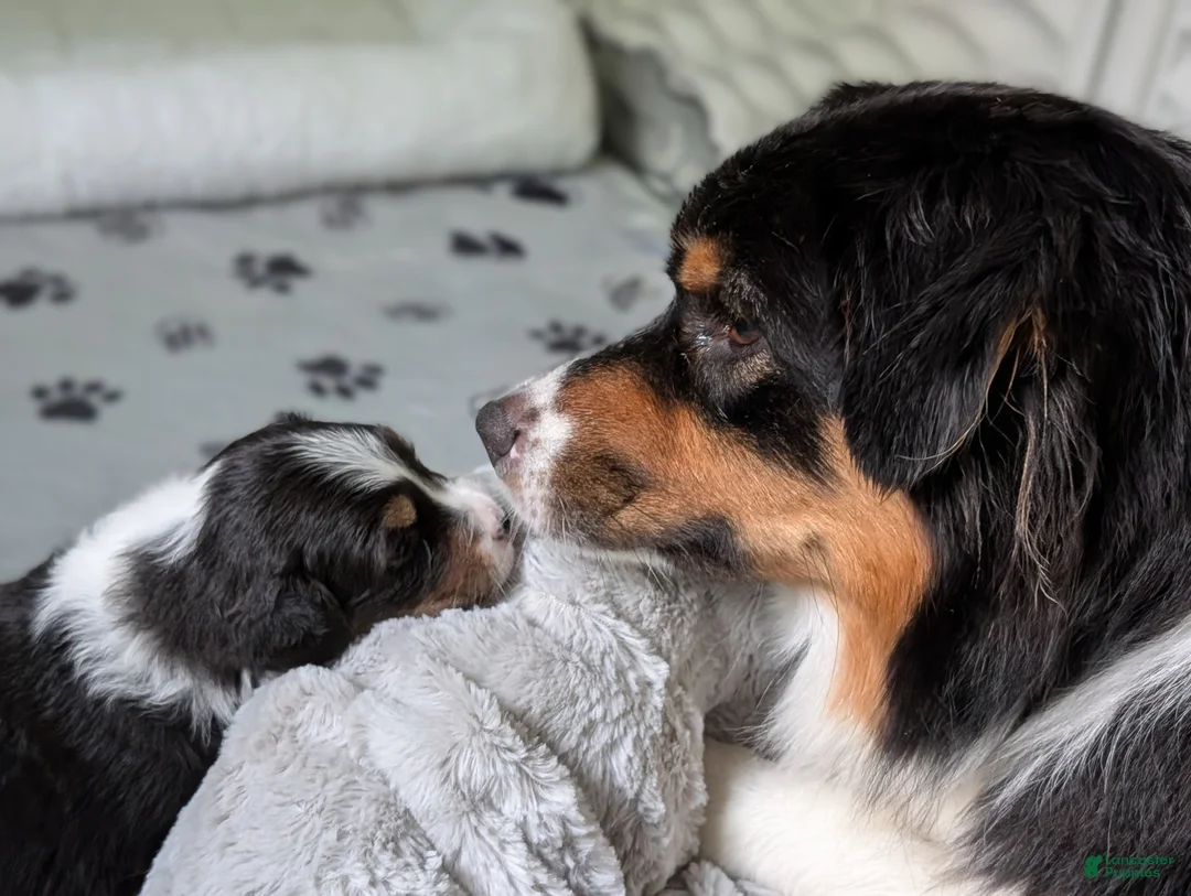 Australian Shepherd dogs for sale: Splash  - Ad 1