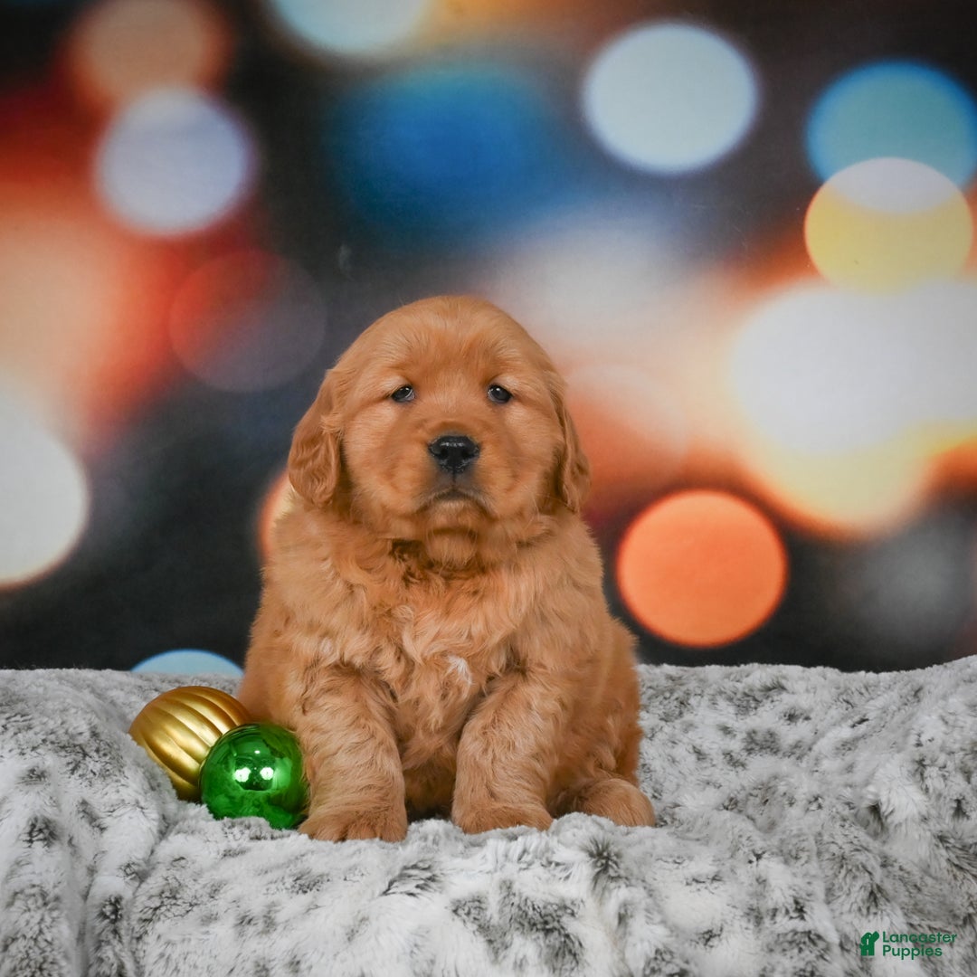 Golden Retriever dogs for sale: Skye - Ad 6