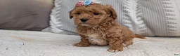 Havapoo dogs for sale: Tessa - Ad 6