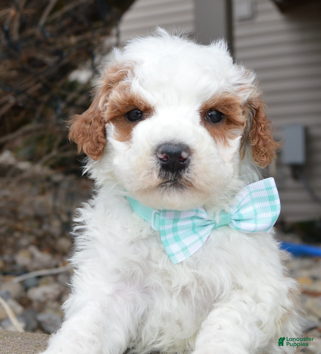 Cavapoo dogs for sale: Charlie - Ad 2