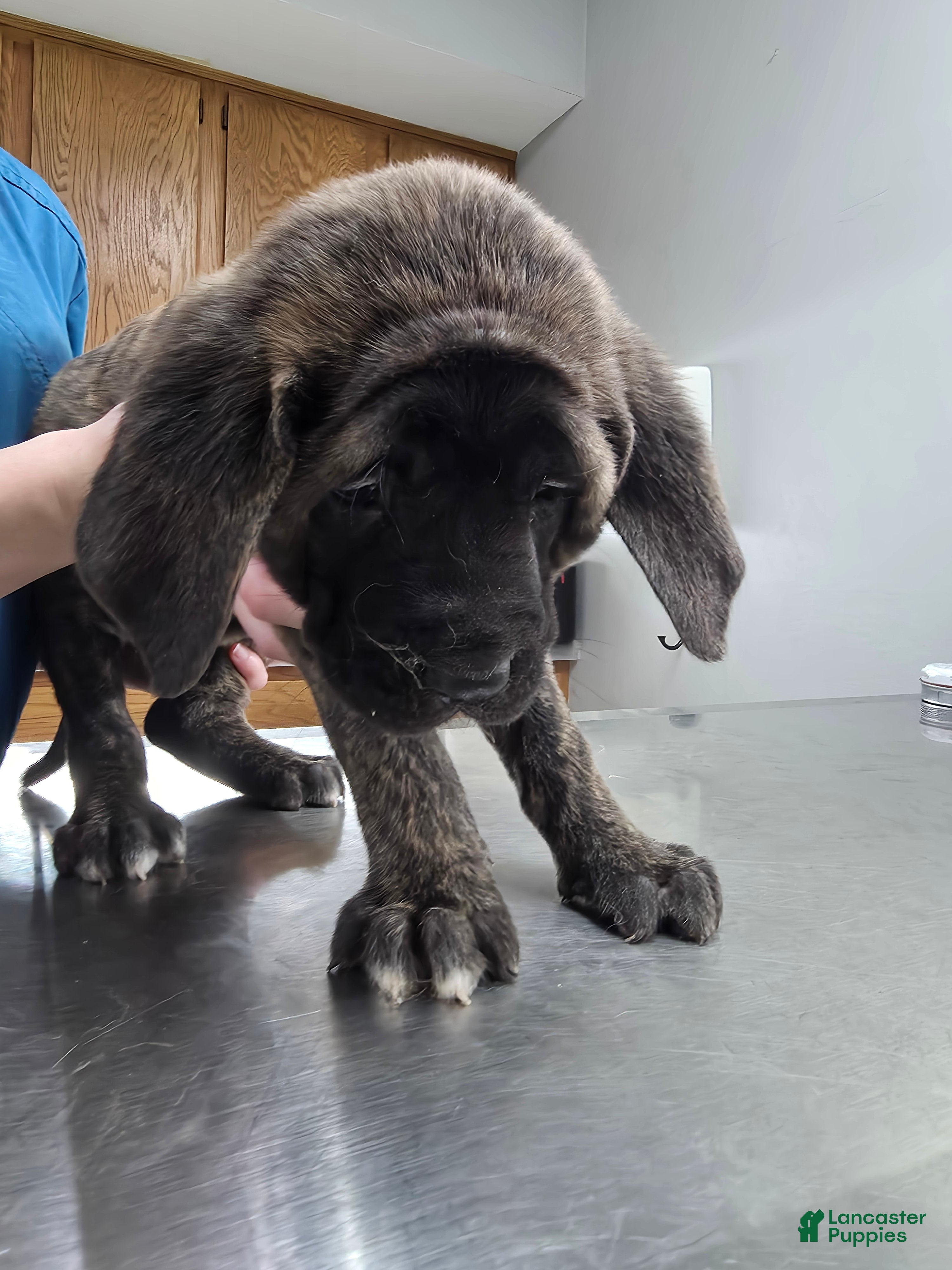 English Mastiff dogs English Mastiff Puppy 💛 - Ad 11