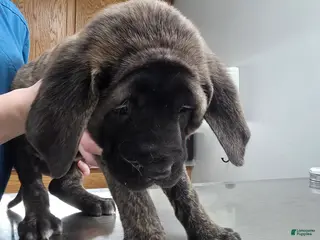 English Mastiff dogs English Mastiff Puppy 💛 - Ad 15