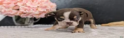 English Bulldog dogs for sale: Zion - Ad 5
