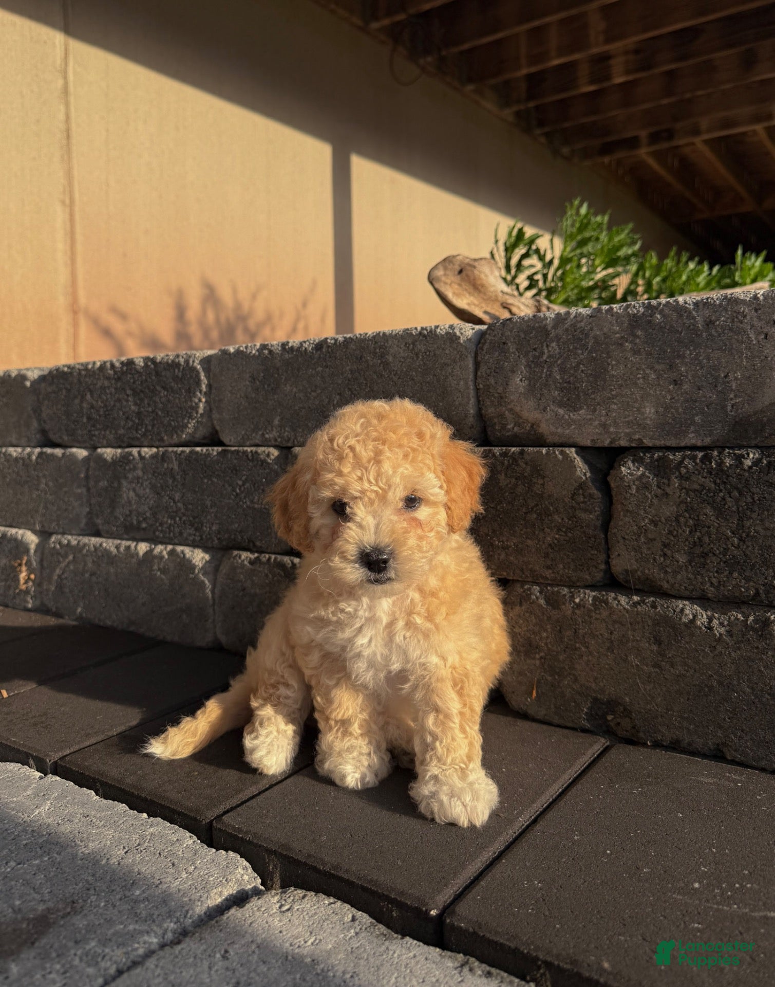 Bichpoo dogs Autumn - Ad 1