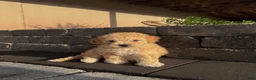 Bichpoo dogs for sale: Autumn - Ad 1