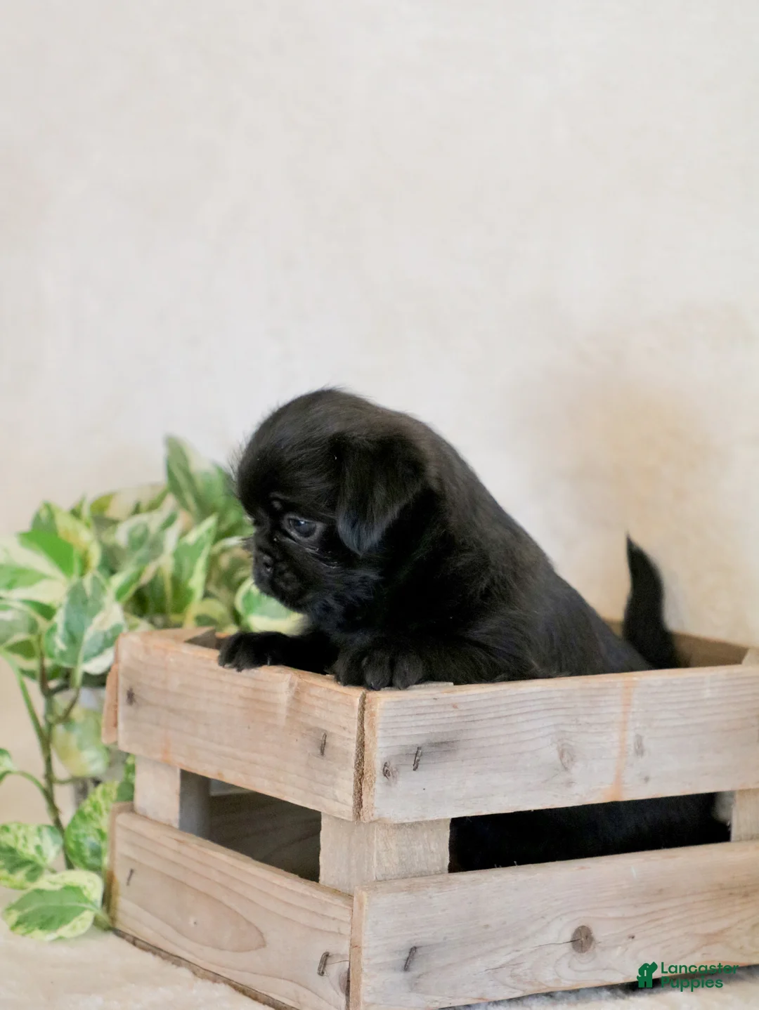 Mixed Breed dogs for sale: Sophie - Ad 2