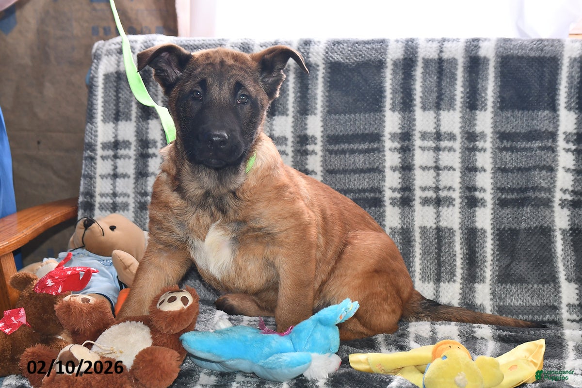 Belgian Malinois dogs Tanner - Ad 5