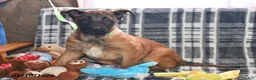 Belgian Malinois dogs for sale: Tanner - Ad 7