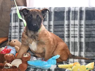 Belgian Malinois dogs Tanner - Ad 5