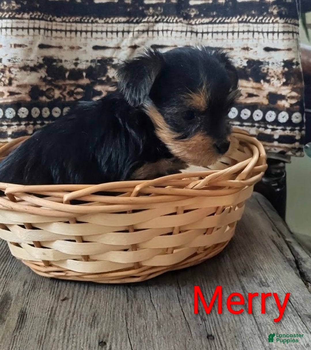 Yorkshire Terrier dogs for sale: Merry - Ad 4