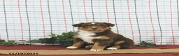 Australian Shepherd dogs for sale: Tinsel - Ad 10