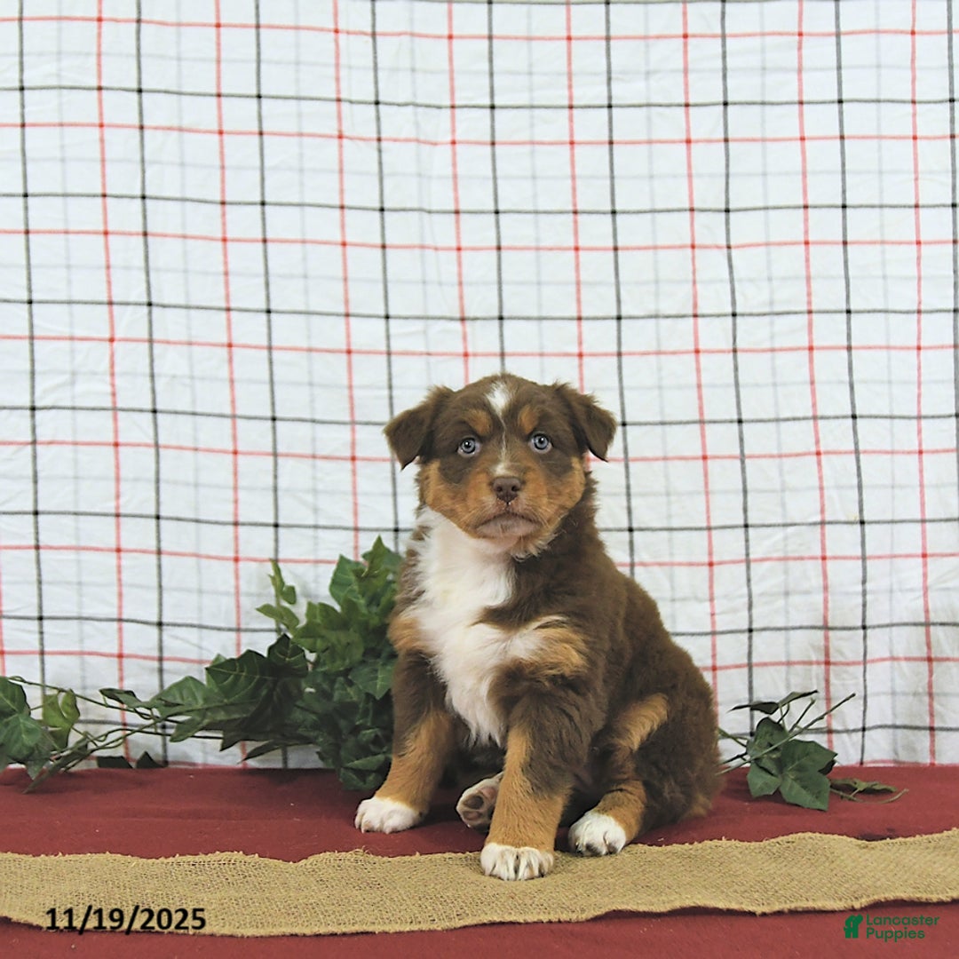 Australian Shepherd dogs for sale: Tinsel - Ad 10