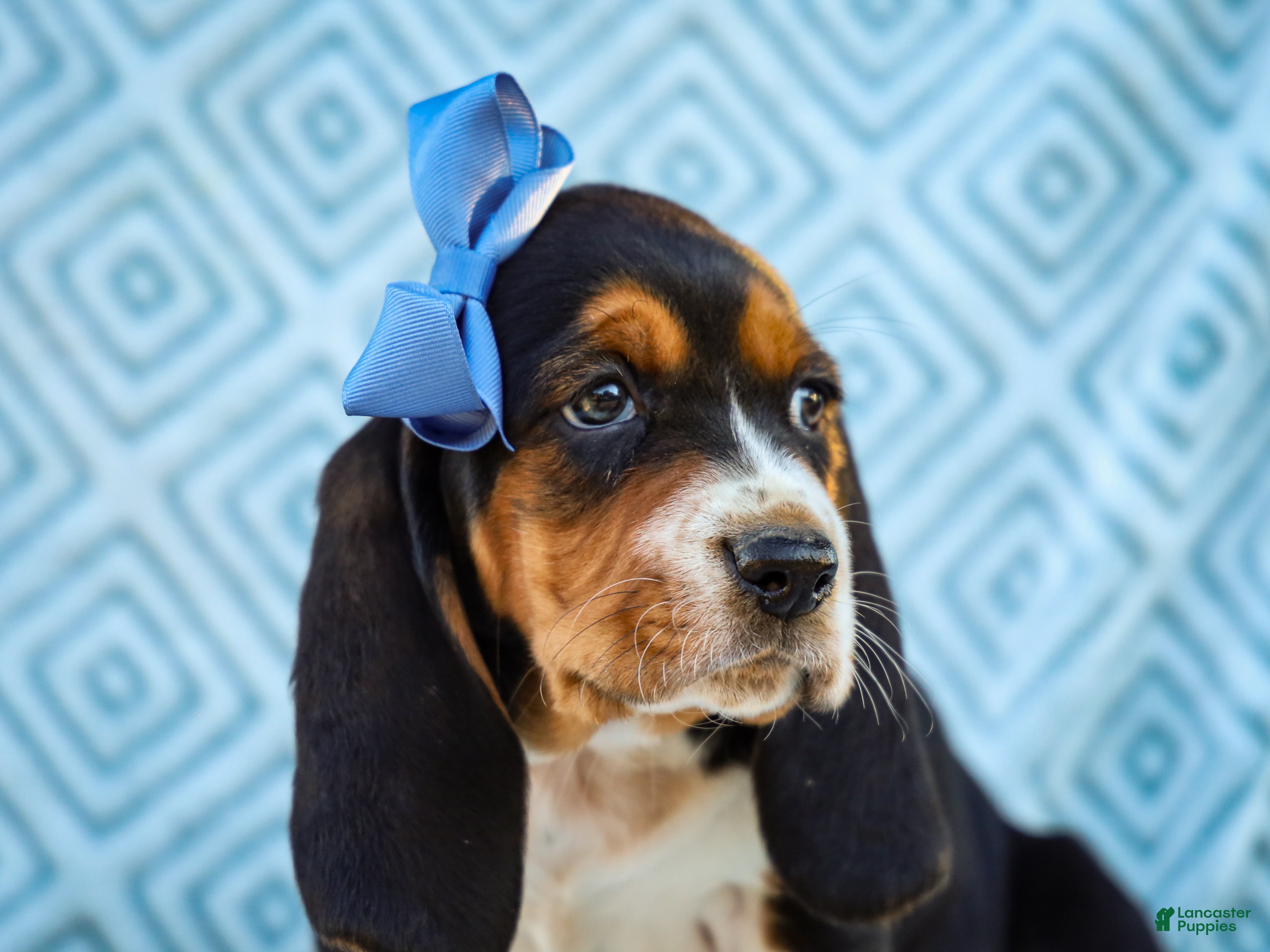 Basset Hound dogs for sale: Tommy Basset Hound Pup - Ad 2
