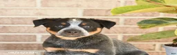 Australian Cattle Dog dogs for sale: Missy - Ad 5