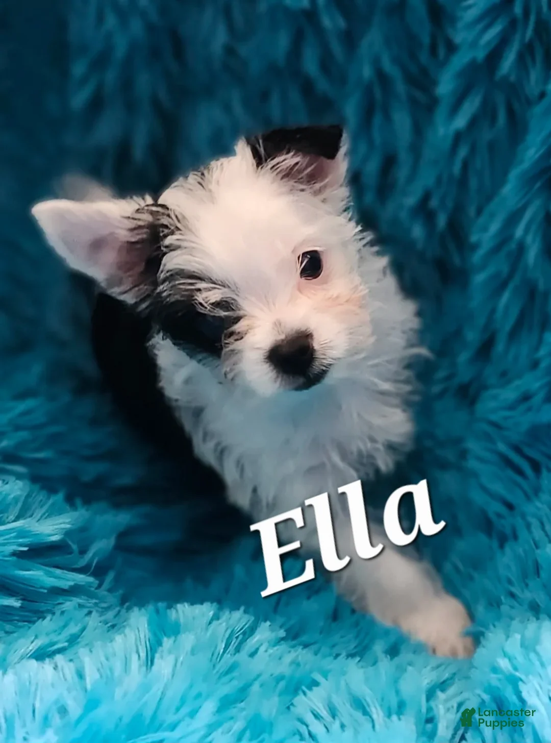 Yorkshire Terrier dogs for sale: Yorkshire Terrier 1 - Ad 1